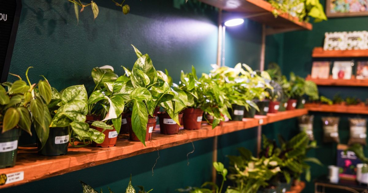 best organic indoor plant fertilizer Cape Neddick Blend™ Indoor Houseplant Mix – Coast of Maine Organic Products main image 1
