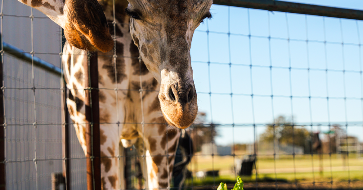 Insider's Guide to Aggieland Safari Destination Bryan Destination Bryan