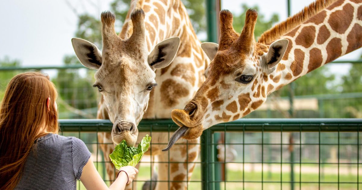 Aggieland Wild Animal Safari Bryan Tx